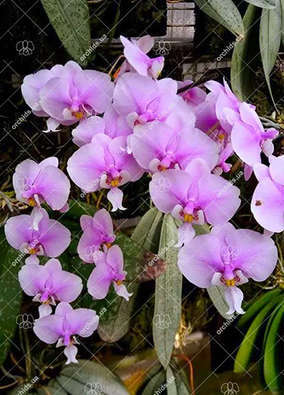 Phalaenopsis schilleriana silver leaves