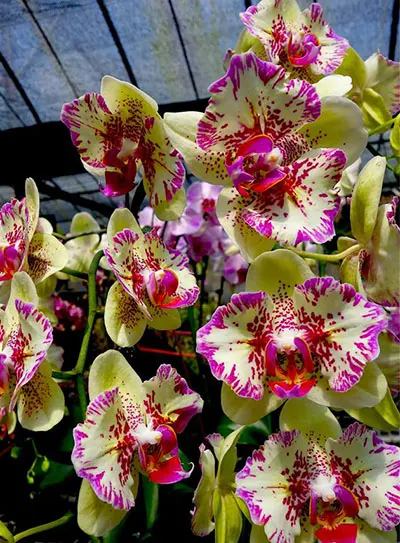Doritaenopsis I-Hsin Spot Leopard 'peloric'