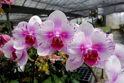 Doritaenopsis Champion Lightning 'peloric'