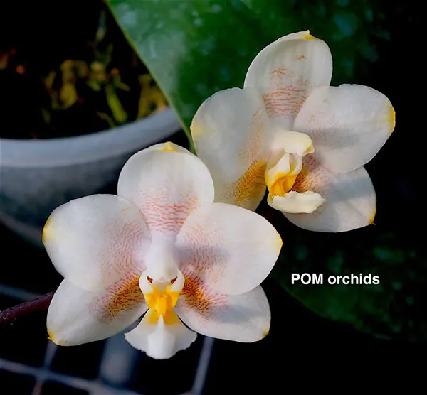 Phalaenopsis Lyndon Canary Cupid #6 (Tying Shin Cupid x Yungho Gelb Canary)