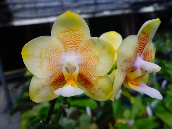 Phalaenopsis Lyndon Canary Cupid #6 (Tying Shin Cupid x Yungho Gelb Canary)