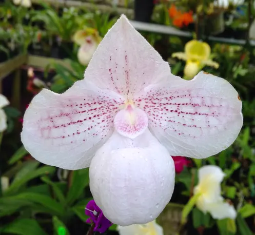Paphiopedilum niveum x micranthum