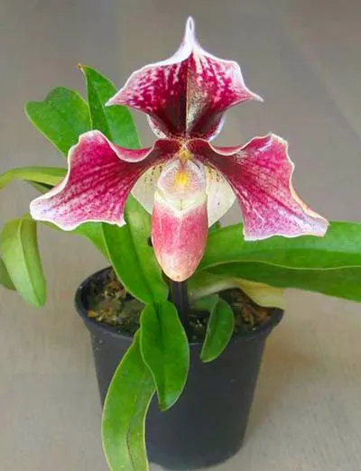 Paphiopedilum niveum x Valwin