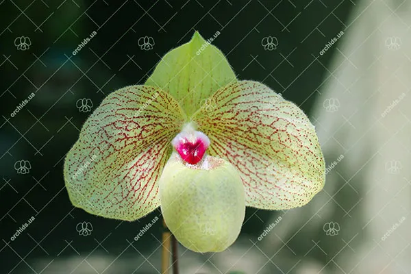 Paphiopedilum malipoense x bellatulum