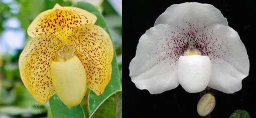 Paphiopedilum (concolor x godefroyae) x (niveum x godefroyae)