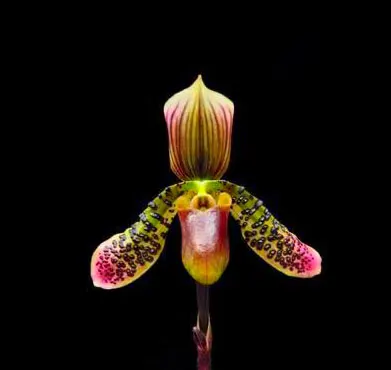 Paphiopedilum Hung Sheng Pulsar x celebensis