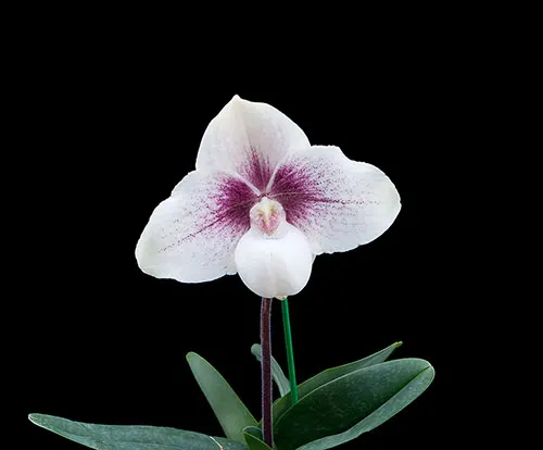 Paphiopedilum niveum x hangianum