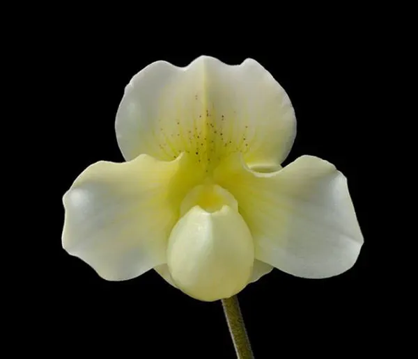 Paphiopedilum niveum x Hawaiian Shamrock