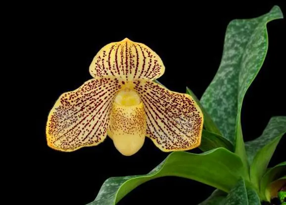 Paphiopedilum Shen-Liu Wenshankolo x wenshanense