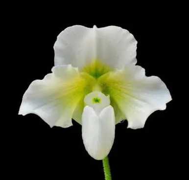 Paphiopedilum niveum x In-Charm Lovely