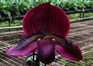 Paphiopedilum Hung Sheng Flame x Hung Sheng Ruby