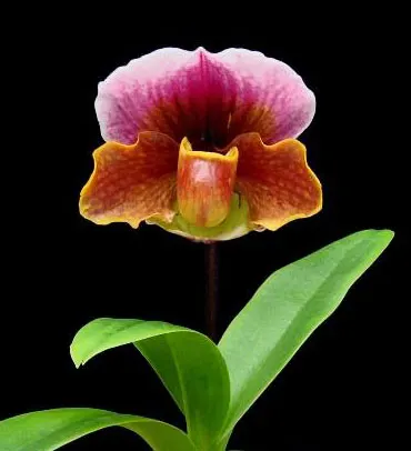 Paphiopedilum charlesworthii x Great Pacific