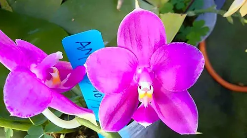 Phalaenopsis Mituo Prima 'Mituo#10'