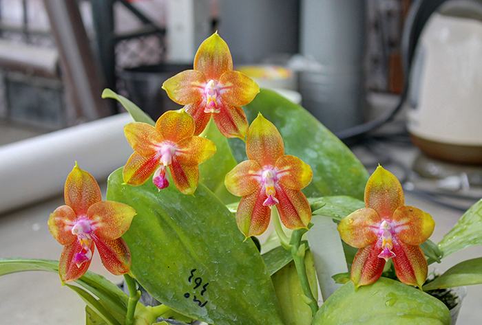 Phalaenopsis Ld's Bear King 'Snake Eye'