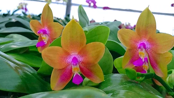 Phalaenopsis Mituo Prince 'Orange'