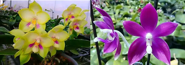 Phalaenopsis Zheng Min Muscadine '323'  x  speciosa '41-S'