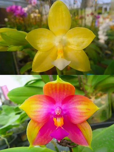 Phalaenopsis Lyndon Gold Ring x (Yin's Bellina Kaiulani x Ya-Yi Qin) 'Rainbow'