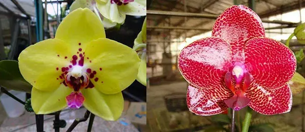 Phalaenopsis Diamond Beauty '1202' x  Mituo Sun 'Mituo #1'