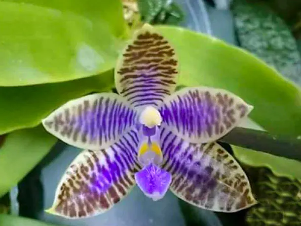 Phalaenopsis lueddemanniana coerulea