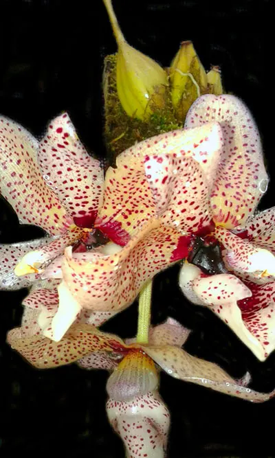 Acineta superba x Stanhopea nigra x Stanhopea grandiflora