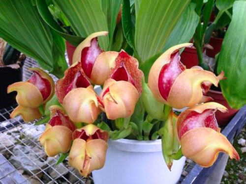 Anguloa brevilabris x cliftonii