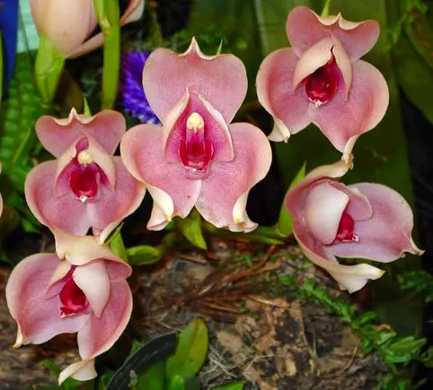 Anguloa clowesii x virginalis