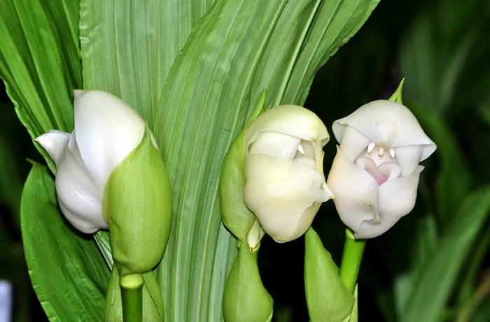 Anguloa eburnea