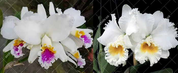 Cattleya mossiae semi-alba x Cattleya Sierra Blanca 'Mount Whitney'