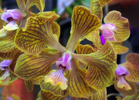 Encyclia fowliei