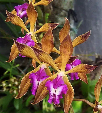 Encyclia plicata