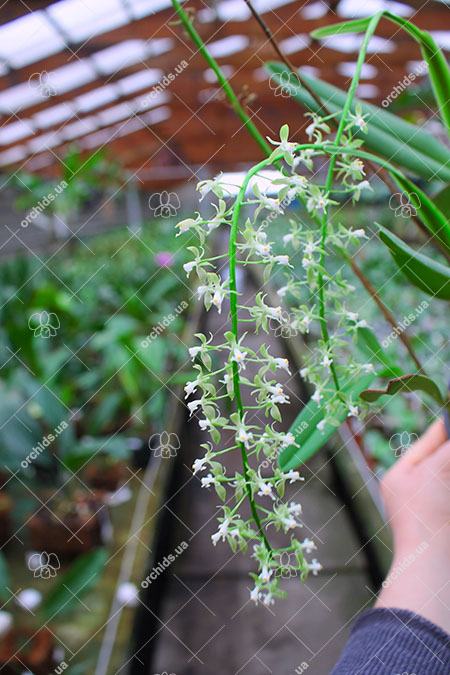 Epidendrum cristatum