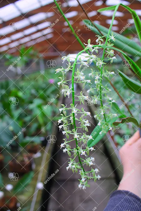 Epidendrum cristatum