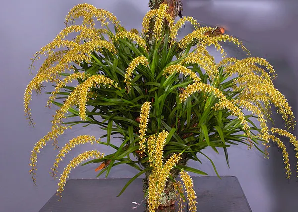 Epidendrum cylindrostachys