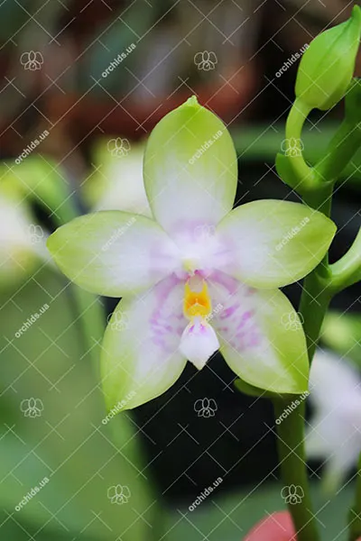 Phalaenopsis violacea alba 'Yin#2' x  amboinensis semi-alba 'Yin#1'