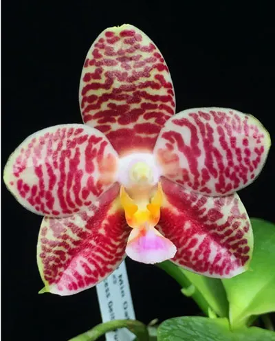 Phalaenopsis Zheng Min Oak (Natasha 'Joy #3' x Yungho Princess Gelb 'Huey Fong')