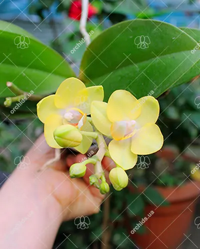 Phalaenopsis Sogo Pikachu x Sunrise Red Peoker