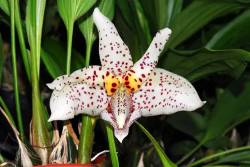 Stanhopea Yolanda Breck