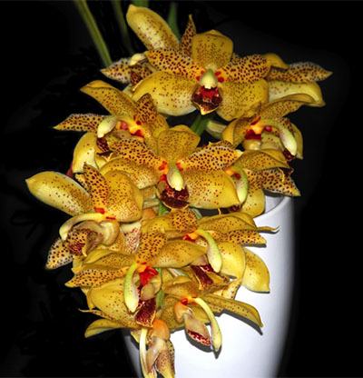 Stanhopea jenischiana x Acineta densa aff