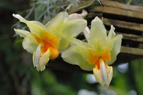 Stanhopea saccata