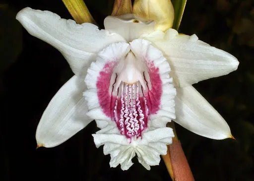 Sobralia undatocarinata