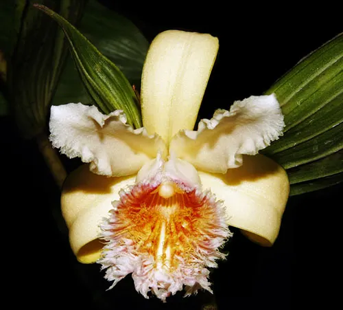 Sobralia fimbriata