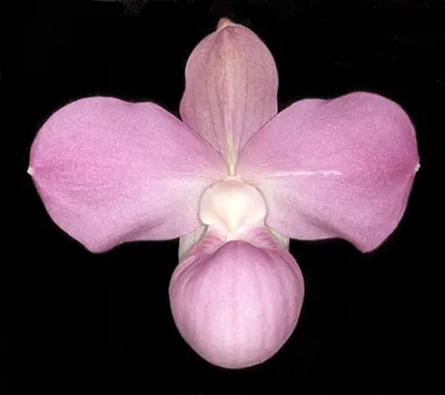 Phragmipedium Graeme Jones