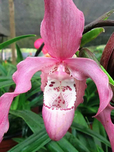 Phragmipedium Incan Treasure