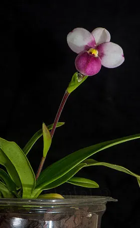 Phragmipedium Pink Panther