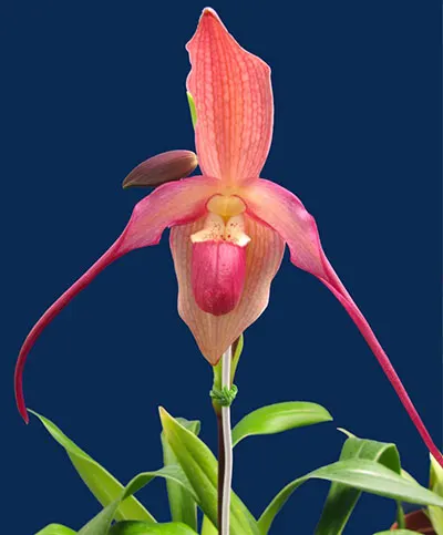 Phragmipedium Ruby Slippers