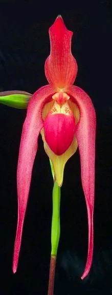 Phragmipedium Super Rubies