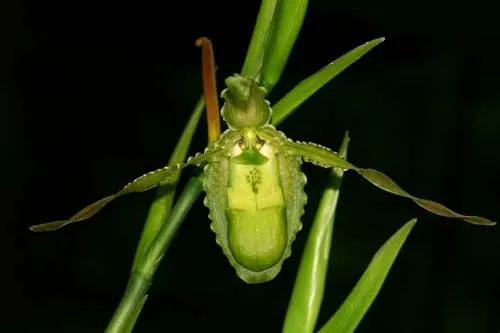 Phragmipedium boissierianum
