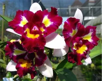 Rhyncholaeliocattleya Chyong Guu Linnet 'Smile'