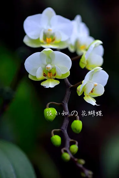 Phalaenopsis Ho's Amaglad