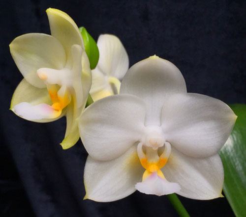 Phalaenopsis Tristar Snow Princess 'Tristar'